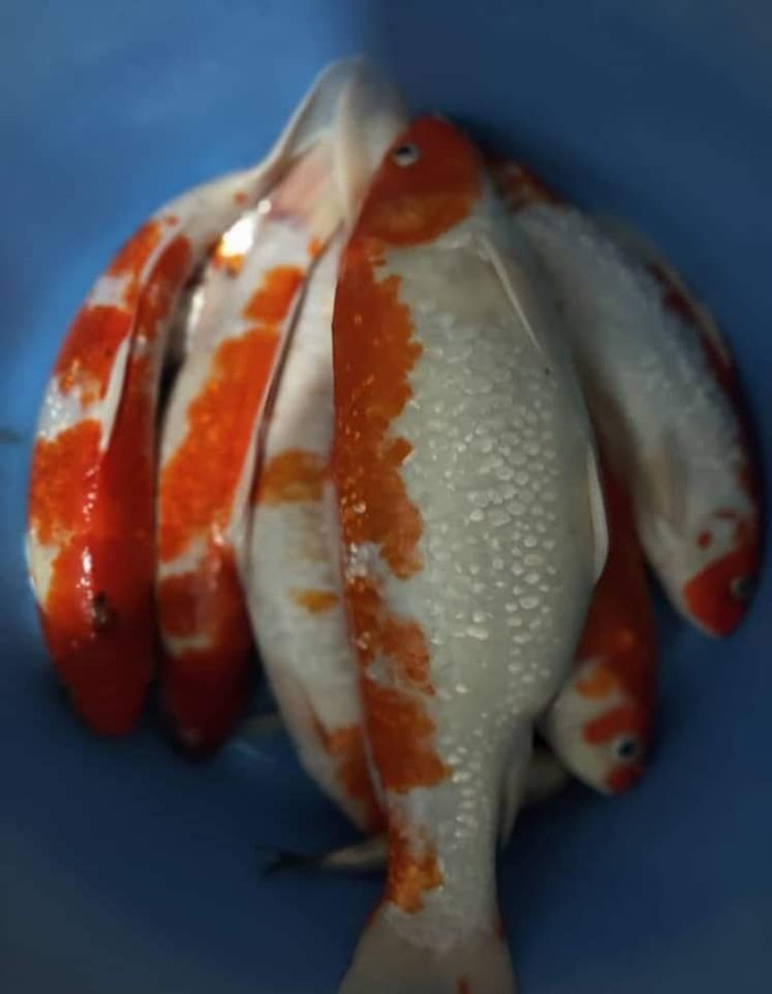 Cô gái đem 20 con cá Koi đi nấu súp gây phẫn nộ và sự thật bất ngờ Ảnh 7