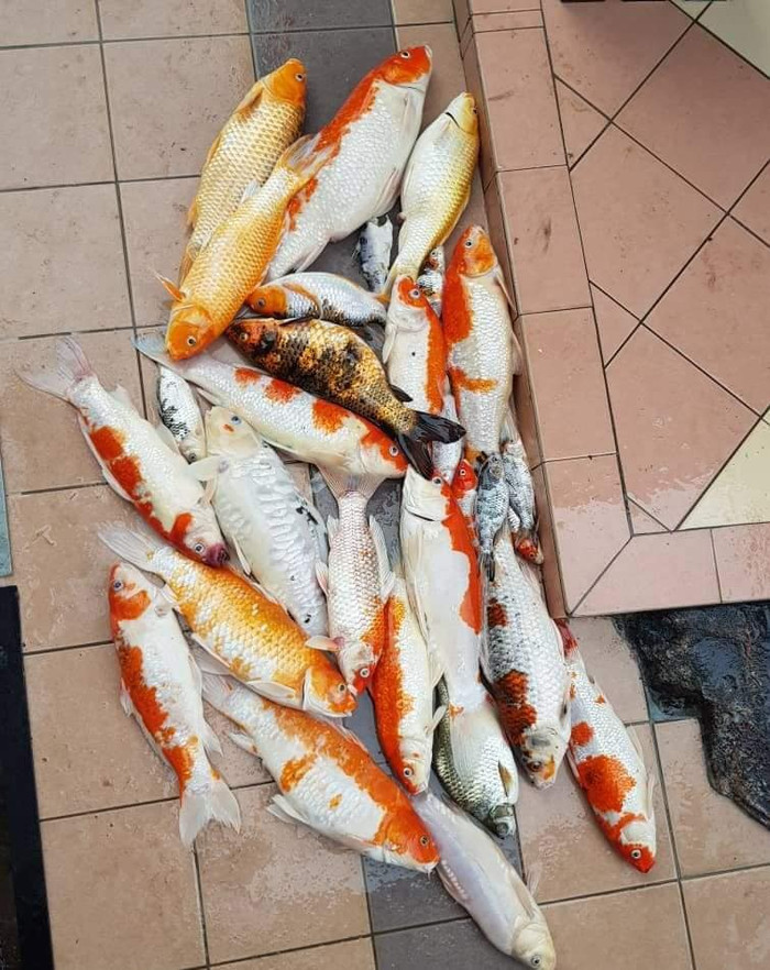 Hình ảnh đàn cá chết ngạt quá sức thảm thương