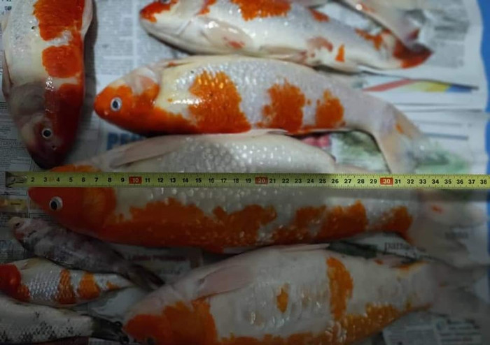 Cô gái đem 20 con cá Koi đi nấu súp gây phẫn nộ và sự thật bất ngờ Ảnh 6