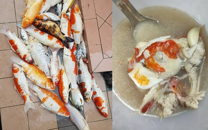 Cô gái đem 20 con cá Koi đi nấu súp gây phẫn nộ và sự thật bất ngờ Ảnh 2