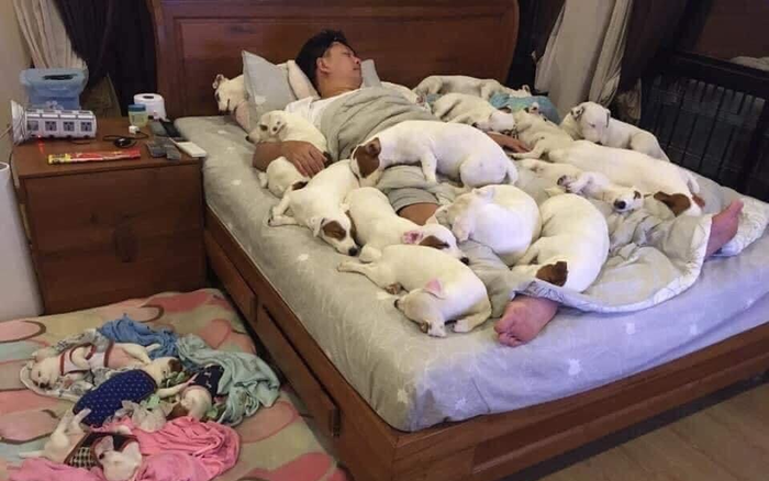 Nuôi 2 chú chó cho 'vui nhà vui cửa' không ngờ sau 3 năm, chàng trai nhận cái kết 'tan cửa nát nhà' Ảnh 2