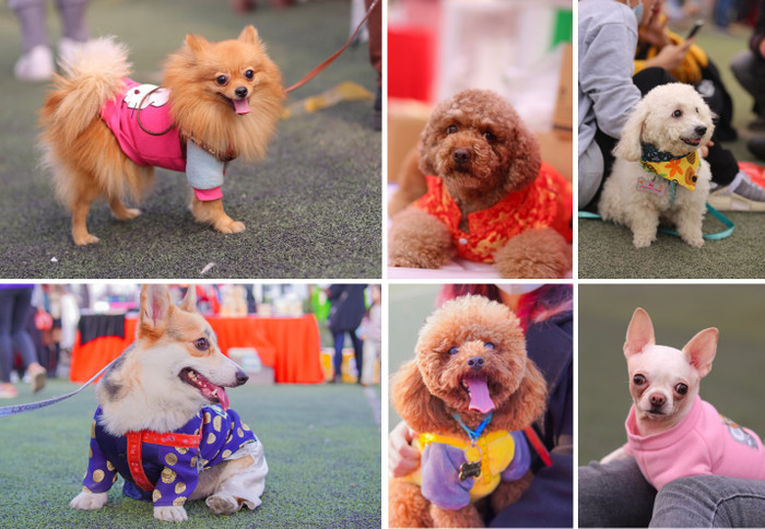 Trong Hội chợ Xuân cho thú cưng 2021 vừa qua, các bé chó được chủ nhân diện cho những bộ đồ cực dễ thương để đi hội và tranh tài