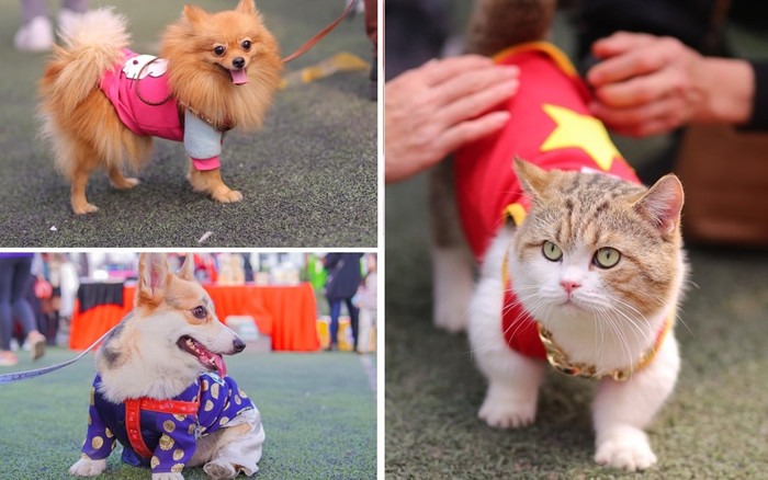 Cưng xỉu nhìn thú cưng 'lên đồ' thi thời trang ngày Xuân Ảnh 2