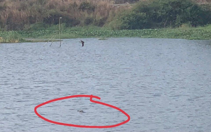 Bà Rịa - Vũng Tàu: Người dân nghi ngờ có 2 con cá sấu ở hồ nước gần khu dân cư Ảnh 2