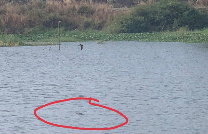 Người dân nghi ngờ có 2 con cá sấu ở hồ nước 