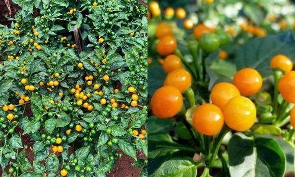 Lý Hải được ăn loại ớt đắt nhất thế giới, phát 'choáng' khi giá lên đến nửa tỷ 1kg Ảnh 4