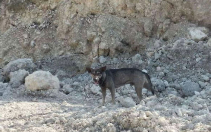 Đang đi đường thấy chó chạy theo xe và sủa liên tục, người đàn ông quyết đi theo và phát hiện gây sốc Ảnh 2