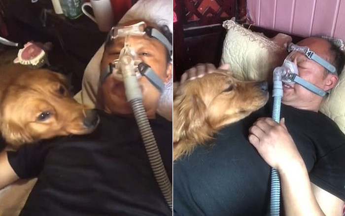 Chủ nhân bệnh phải đeo máy thở, chó cưng làm điều này khiến ai cũng xuýt xoa Ảnh 2