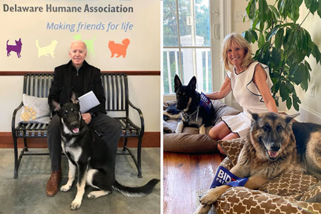 Điều thú vị về hai 'Đệ nhất khuyển' nhà Tổng thống Joe Biden Ảnh 2