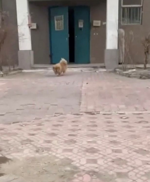Chủ mất đã 5 năm, chú chó ngày nào cũng đến chờ ông ở nơi làm việc Ảnh 4