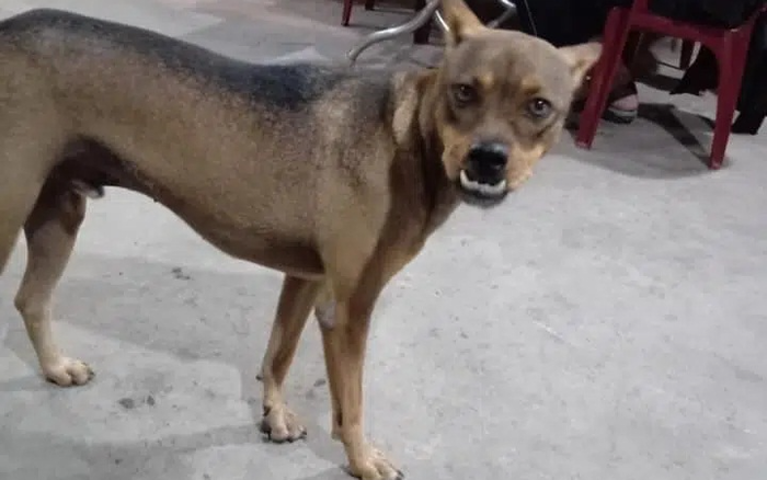 Lòng tự trọng cao ngất ngưởng khiến chú chó có hàm răng hô giận dỗi vì bị bảo 'sao mày xấu vậy' Ảnh 2