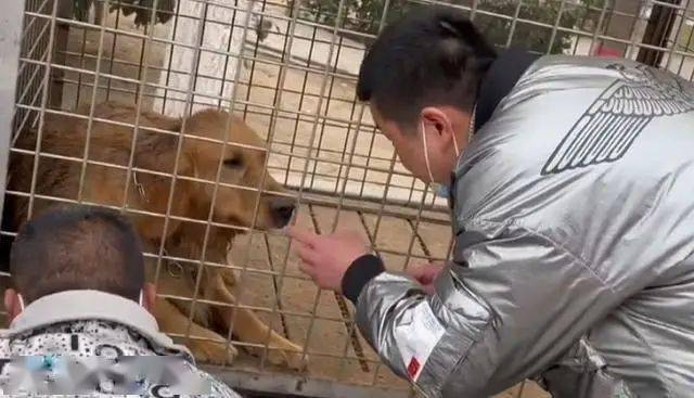 Người đàn ông tới gần quan sát con chó.