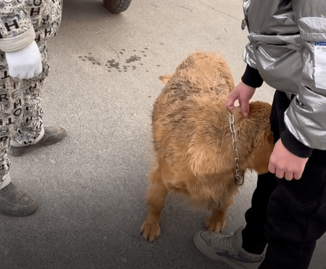 Con chó liên tục dụi đầu vào chân người đàn ông như cầu cứu.&nbsp;