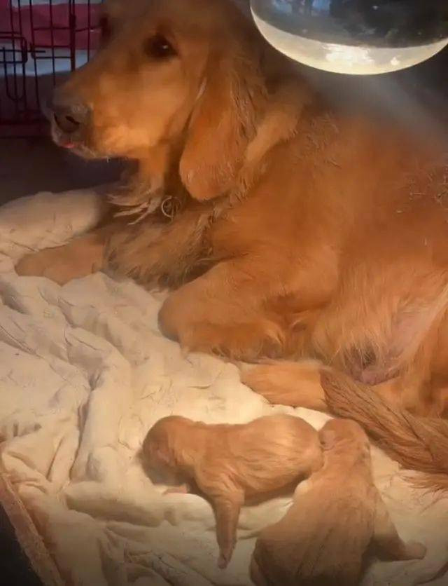 Con chó cùng đàn chó con.&nbsp;