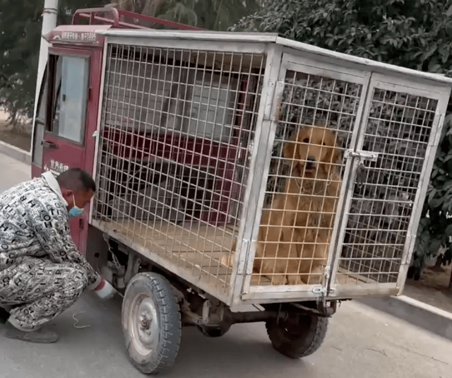 Con chó lông vàng ở trong lồng sắt.&nbsp;