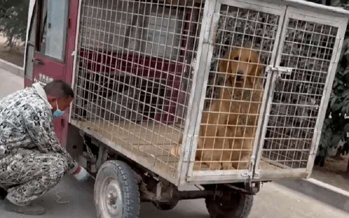 Mua lại con chó sắp bị đưa tới lò mổ, 2 ngày sau người đàn ông nhận lại món quà tuyệt vời từ con vật Ảnh 2