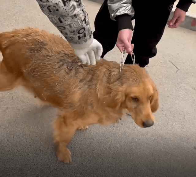 Bụng của con chó hơi to như đang mang thai.&nbsp;