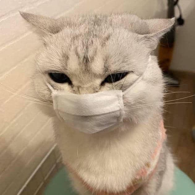 Bé mèo cũng có khẩu trang bảo hộ bé tí đây