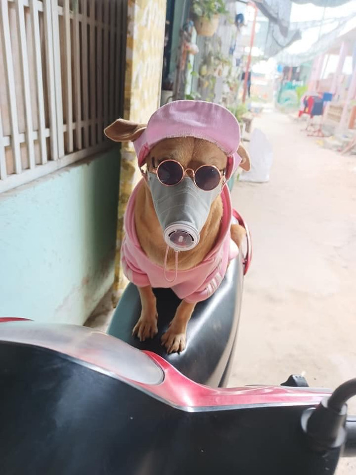 Sợ COVID-19, 'sen' sắm cho cún cưng chiếc khẩu trang khiến cộng đồng mạng phát sốt Ảnh 5