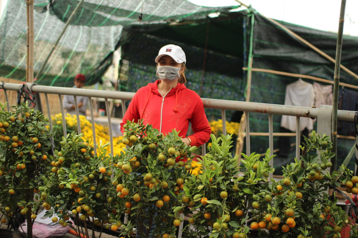 Rộn ràng sắc xuân tại chợ hoa 'Trên bến dưới thuyền' Ảnh 4