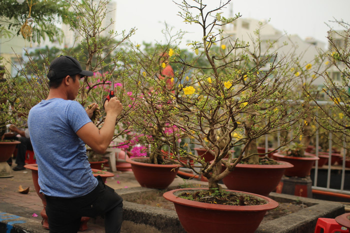 Những bông hoa mai đã bắt đầu khoe sắc, thu hút đông đảo người dân đến tham quan, chụp ảnh