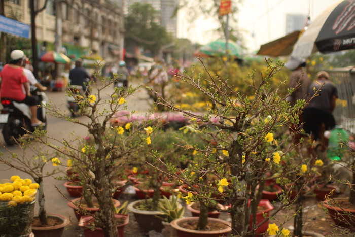 Rộn ràng sắc xuân tại chợ hoa 'Trên bến dưới thuyền' Ảnh 36