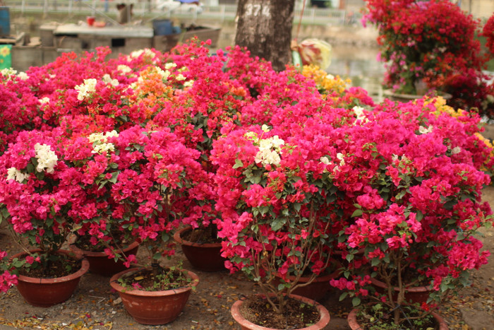 Rộn ràng sắc xuân tại chợ hoa 'Trên bến dưới thuyền' Ảnh 44