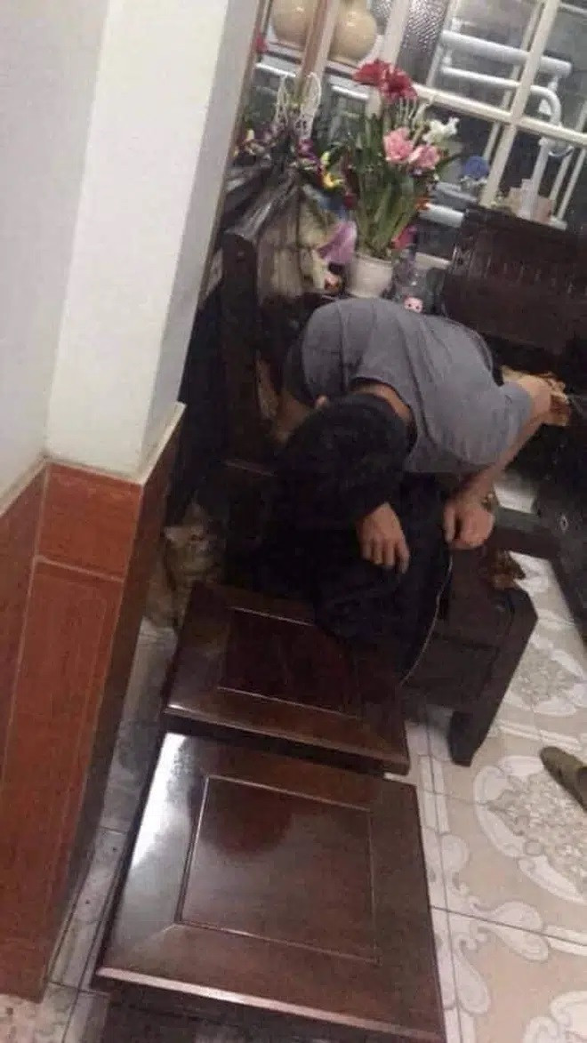 Ông bố chơi trốn tìm với chú mèo khiến nam sinh chỉ biết ngậm ngùi, câm nín