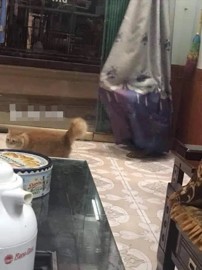 Ông bố vui vẻ trốn vào góc nhà để chú mèo đi tìm