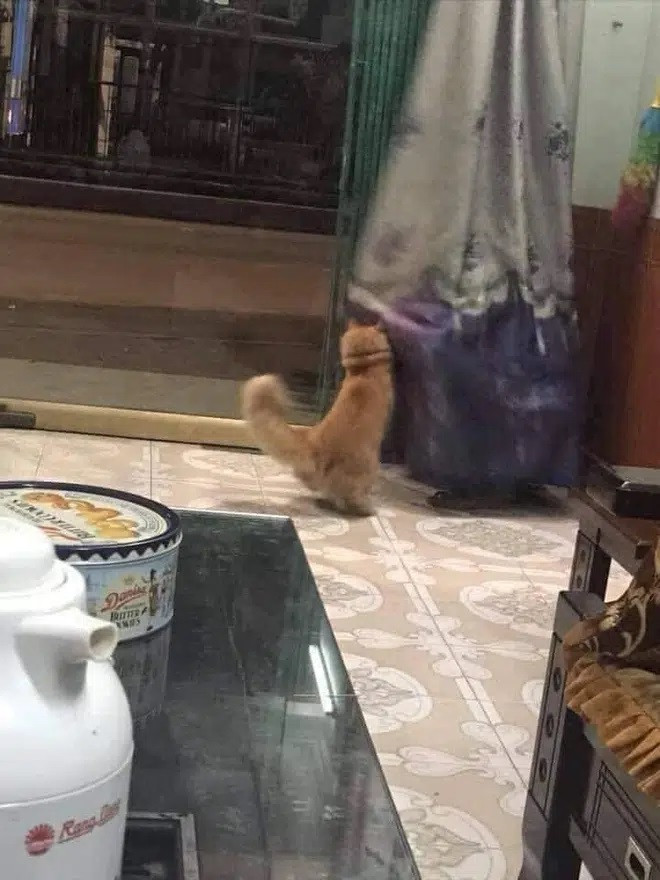 Cả năm mới trở về nhà, thanh niên nhìn thấy bố đẻ chơi đùa với 'con ruột' nhưng chỉ đành ngậm ngùi Ảnh 6