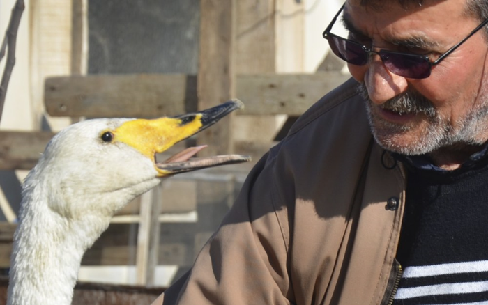 Người đàn ông góa vợ coi chú chim thiên nga như con suốt 37 năm qua Ảnh 2