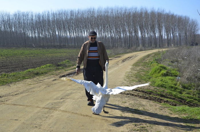 Con chim thiên nga luôn theo ông Mirzan như hình với bóng.