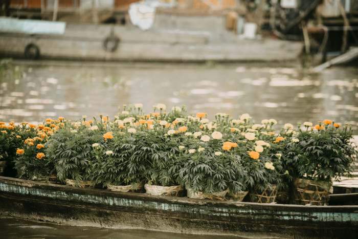 'Phải lòng' Cần Thơ: Đô thị miền sông nước khoác màu áo hoa Ảnh 16