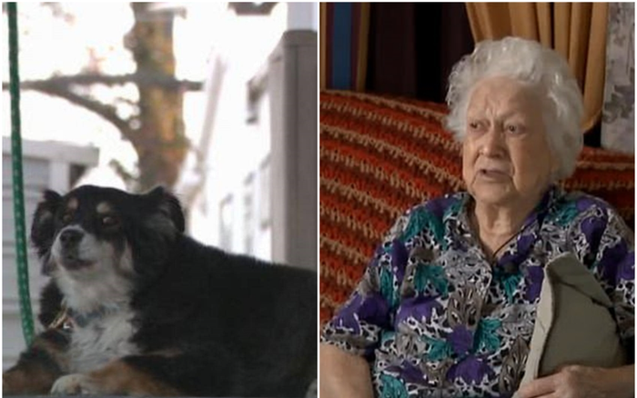 Chủ qua đời, nàng chó được thừa kế số tiền lên tới 5 triệu USD Ảnh 2