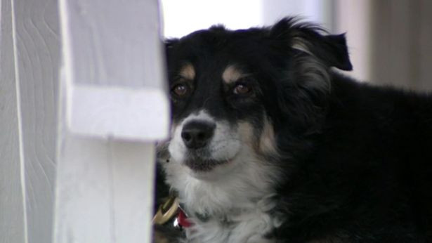 Lulu là một cô chó 8 tuổi thuộc giống border collie.