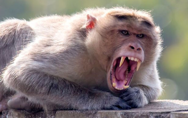 Khỉ hoang vào nhà bắt cóc bé sơ sinh, vứt xác dưới hào nước Ảnh 2