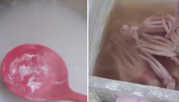 Mua trúng 'mực tàng hình' về luộc, người phụ nữ hốt hoảng phát hiện mực tan biến trong nước Ảnh 4