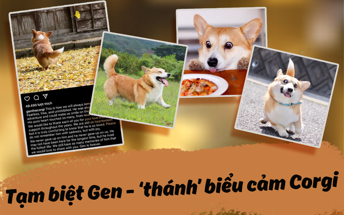Chú Corgi nổi tiếng thế giới với tên gọi 'thánh biểu cảm' đã qua đời Ảnh 2