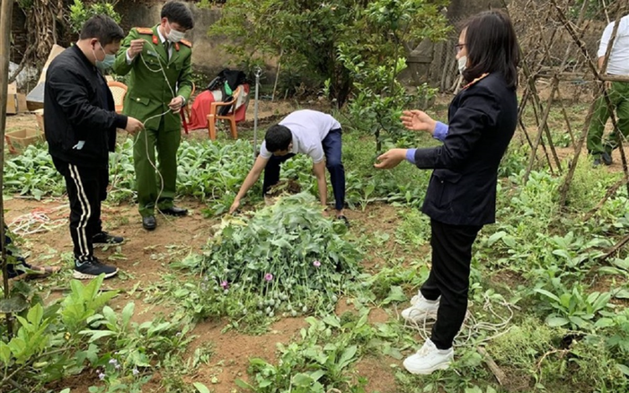 Thu giữ gần 3.000 cây anh túc và cần sa tại nhà người đàn ông ở Bắc Giang Ảnh 2