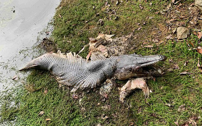 Đang đi dạo, cô gái sửng sốt khi thấy 'quái vật' nửa cá, nửa cá sấu Ảnh 2