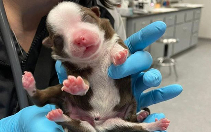 Cún con 6 chân, 2 đuôi cực hiếm ra đời ở Mỹ Ảnh 2