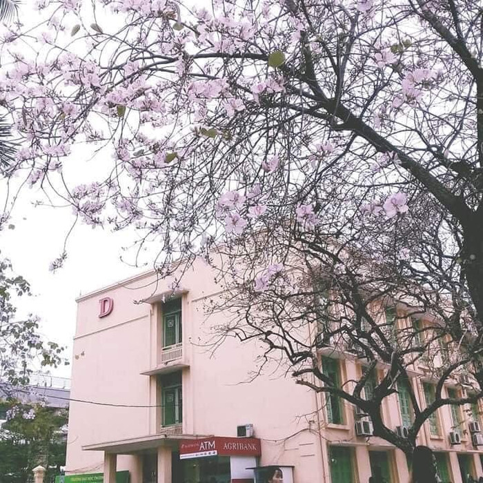 Tháng 2 này, hoa ban nở rộ khắp sân trường Đại học Thương Mại