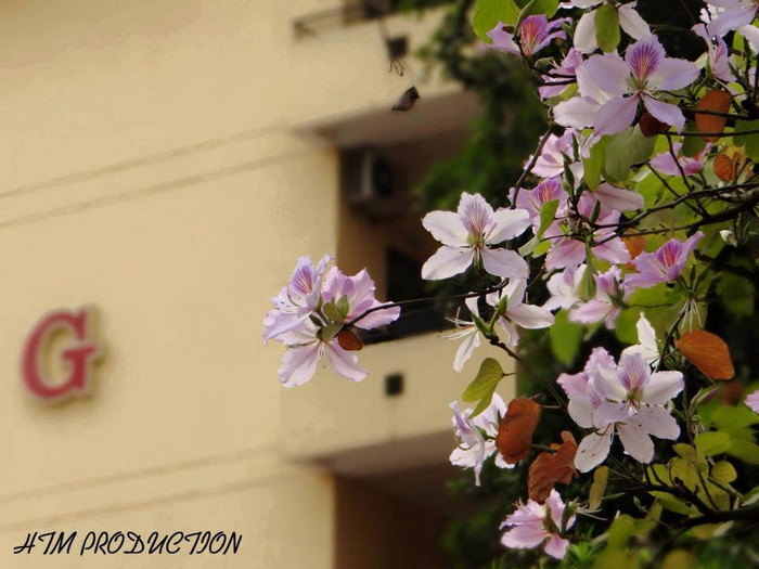 Loài hoa đặc trưng núi rừng Tây Bắc này thường có màu màu trắng xen lẫn hồng tím, khoe sắc dịu dàng khiến nhiều người say mê, yêu thích.