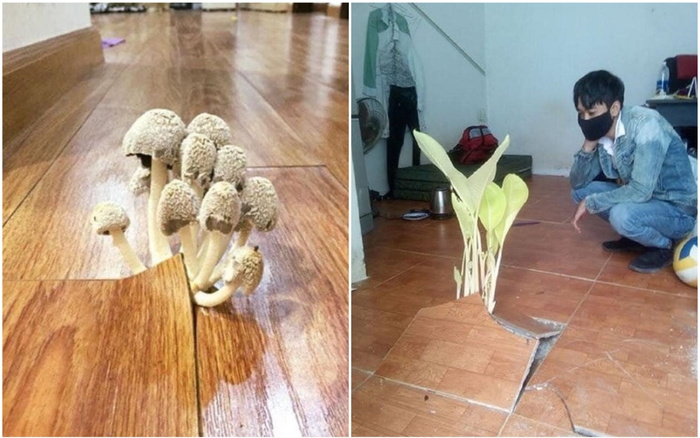 Sau kỳ nghỉ Tết dài hơi, sinh viên trở lại phòng trọ với nhiều điều bất ngờ đến... ám ảnh Ảnh 2