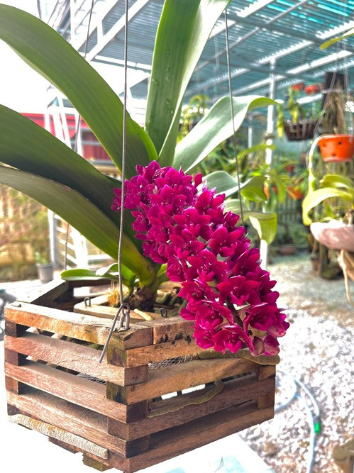 Trong dịp Tết vừa qua, Đỗ Thị Hà chia sẻ không ít hình ảnh những chậu hoa lan nở rộ khoe sắc khắp khu vườn