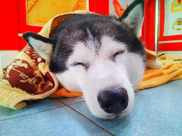 Mãi khi ông chủ đi, chú chó vẫn đang say giấc nồng.