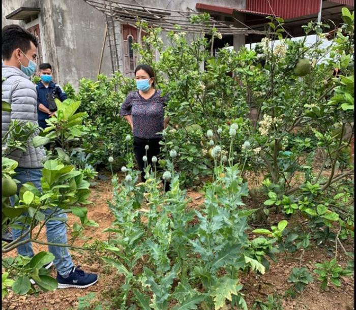 Trồng cây thuốc phiện trong vườn nhà để làm... rau ăn và nuôi lợn Ảnh 1