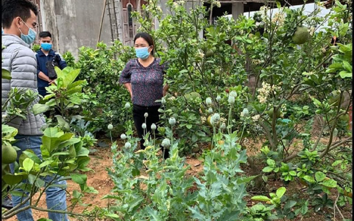 Trồng cây thuốc phiện trong vườn nhà để làm... rau ăn và nuôi lợn Ảnh 2