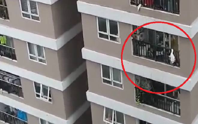 Clip: Bé gái 2 tuổi rơi từ lầu cao của chung cư may mắn được nam thanh niên giải cứu một cách thần kỳ Ảnh 2