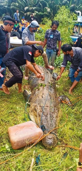 Hãi hùng cảnh rạch bụng cá sấu khổng lồ để lấy thi thể bé trai 8 tuổi Ảnh 3